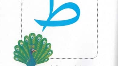 حل درس حرف ط طريف الطاووس اللطيف